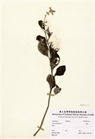藏品(蔓荊子)的圖片